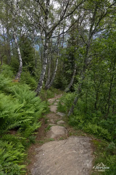 Très courte section en forêt Très courte partie en forêt