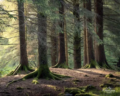 Sentier en forêt