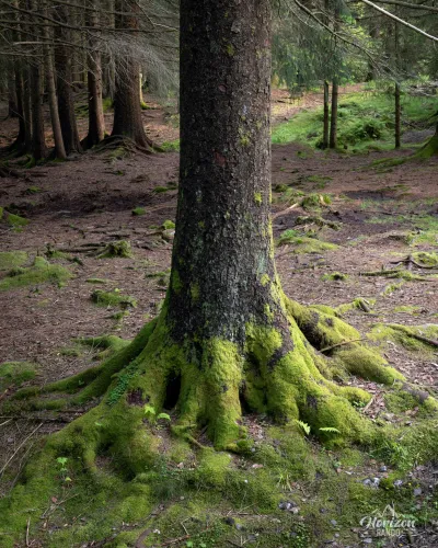 Sentier en forêt