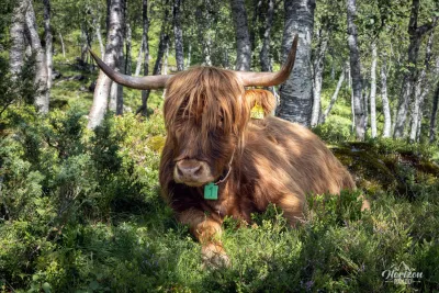 Vache de race Highland Vache de race Highland