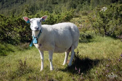 Beaucoup de moutons curieux ce jour la ! Beaucoup de moutons curieux ce jour la !