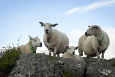 Moutons au sommet d'Ulriken Moutons au sommet d'Ulriken