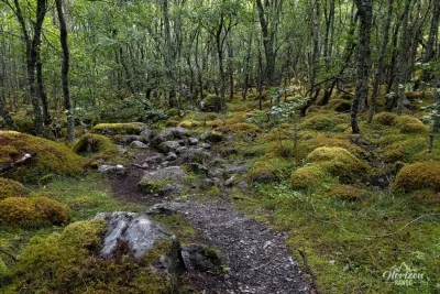 Sentier en forêt Sentier en forêt