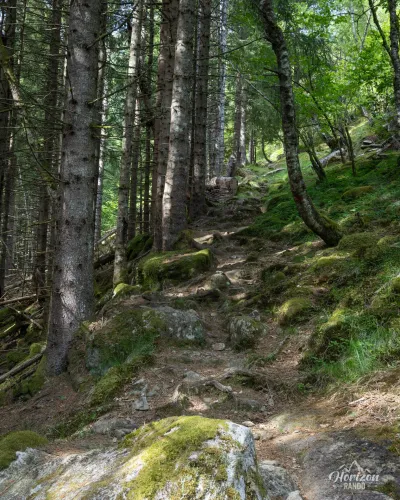 Bon sentier, principalement en forêt Bon sentier, principalement en forêt