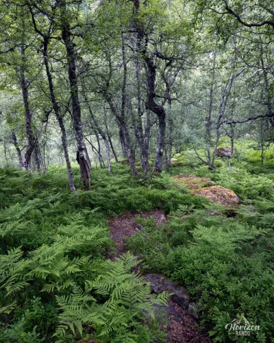 Très belle forêt de bouleaux Très belle forêt de bouleaux