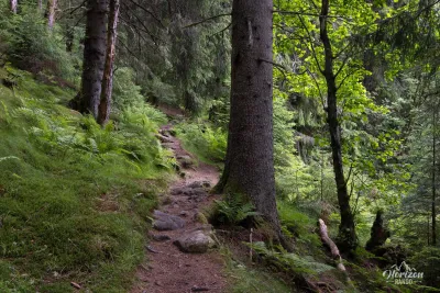 Magnifique sentier forestier Magnifique sentier forestier