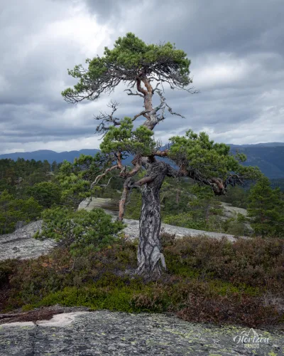 De magnifiques pins