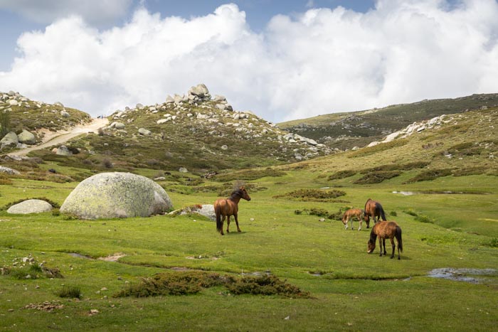 Randonnée du Plateau du Cuscione